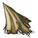 Cloth