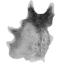 Wolf Pelt